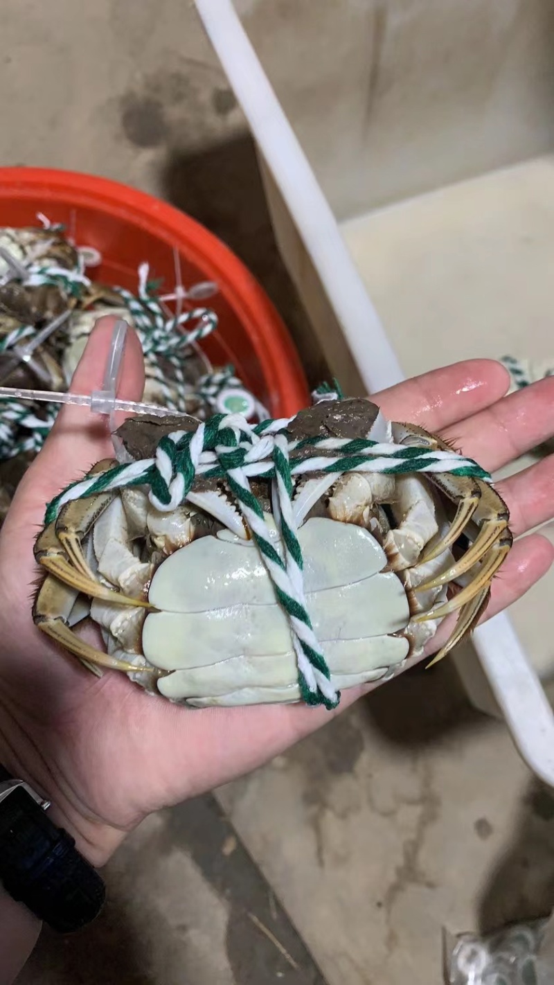 阳澄湖镇自产自销大闸蟹