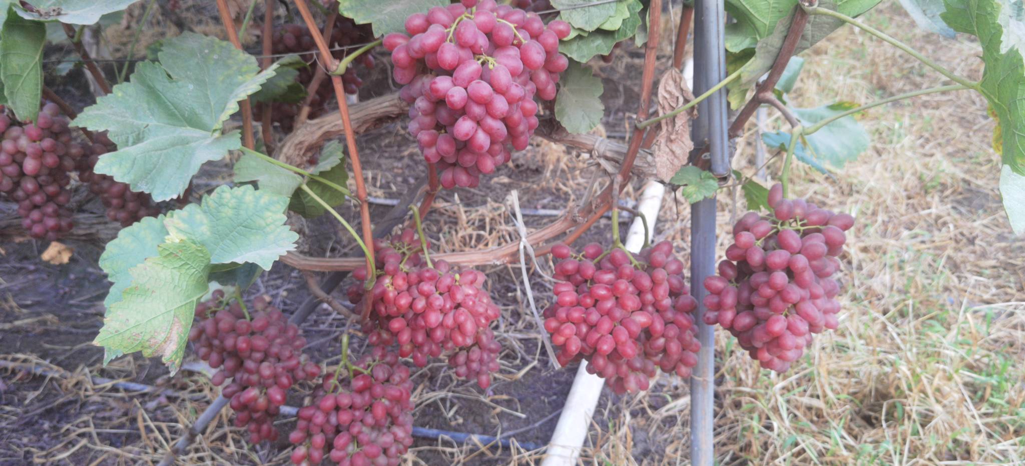 克伦生葡萄果实膨大期