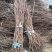 出售黄栌树苗大小黄栌苗价格黄枦红栌树苗基地
