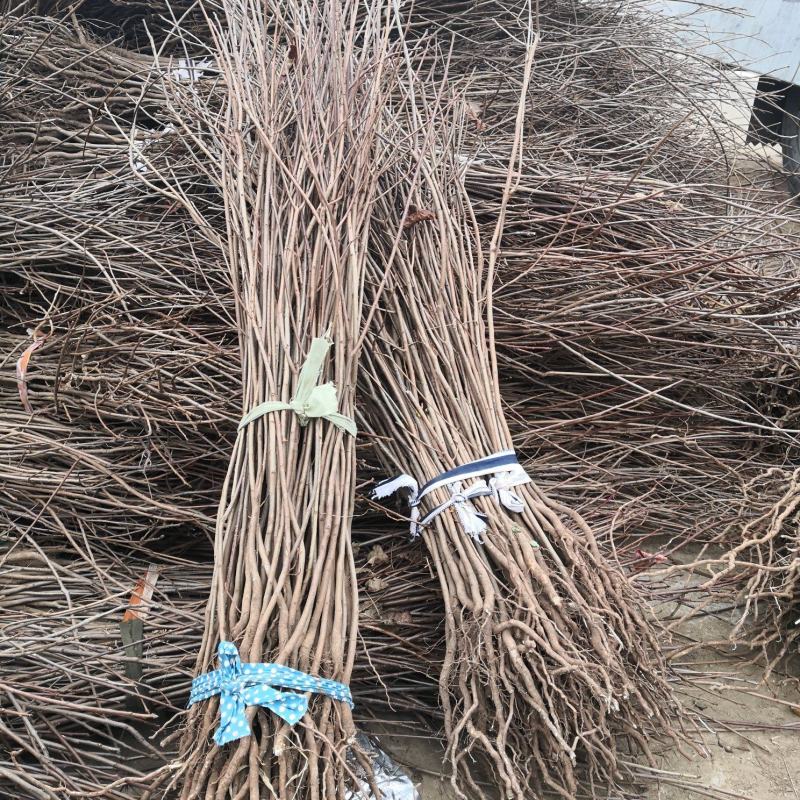 出售黄栌树苗大小黄栌苗价格黄枦红栌树苗基地