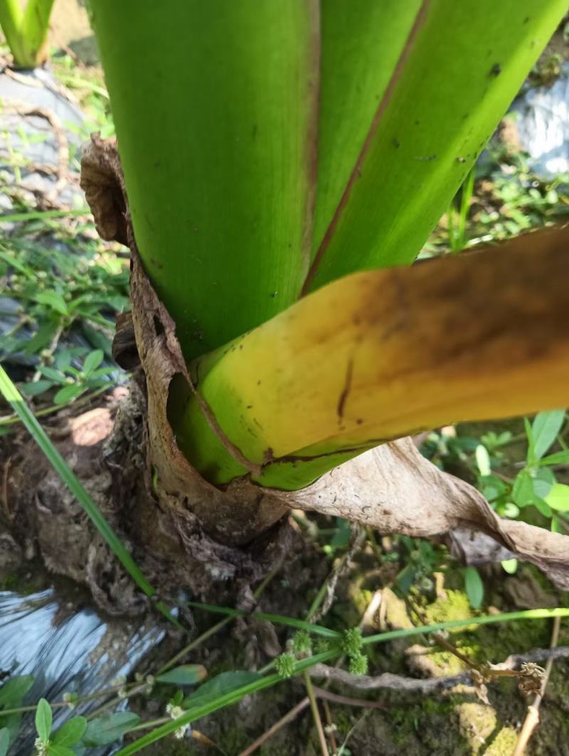 广西荔浦芋头大量上市过头经营非常适合电商有需要的老板请联