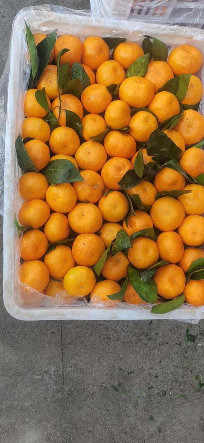 《推荐》湖北特早蜜橘，皮薄多汁，无核无渣，视频看货一手货
