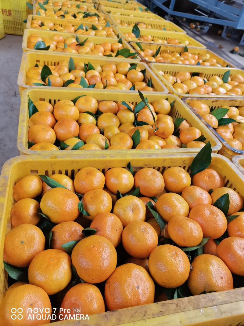 《推荐》湖北特早蜜橘，皮薄多汁，无核无渣，视频看货一手货