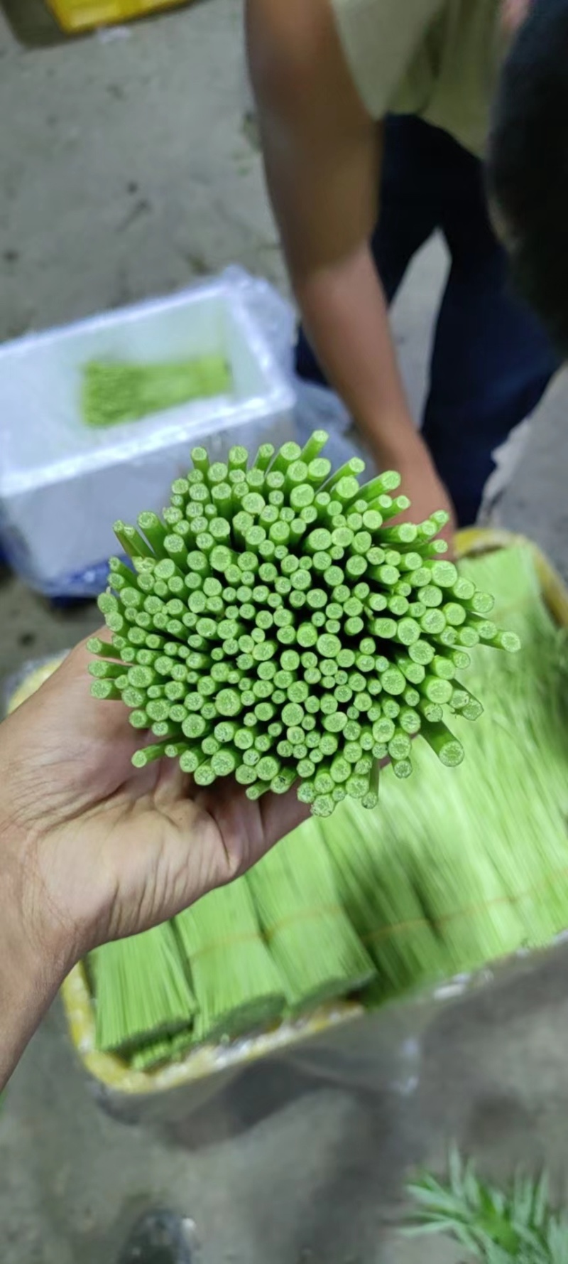 云南藜蒿芦篙