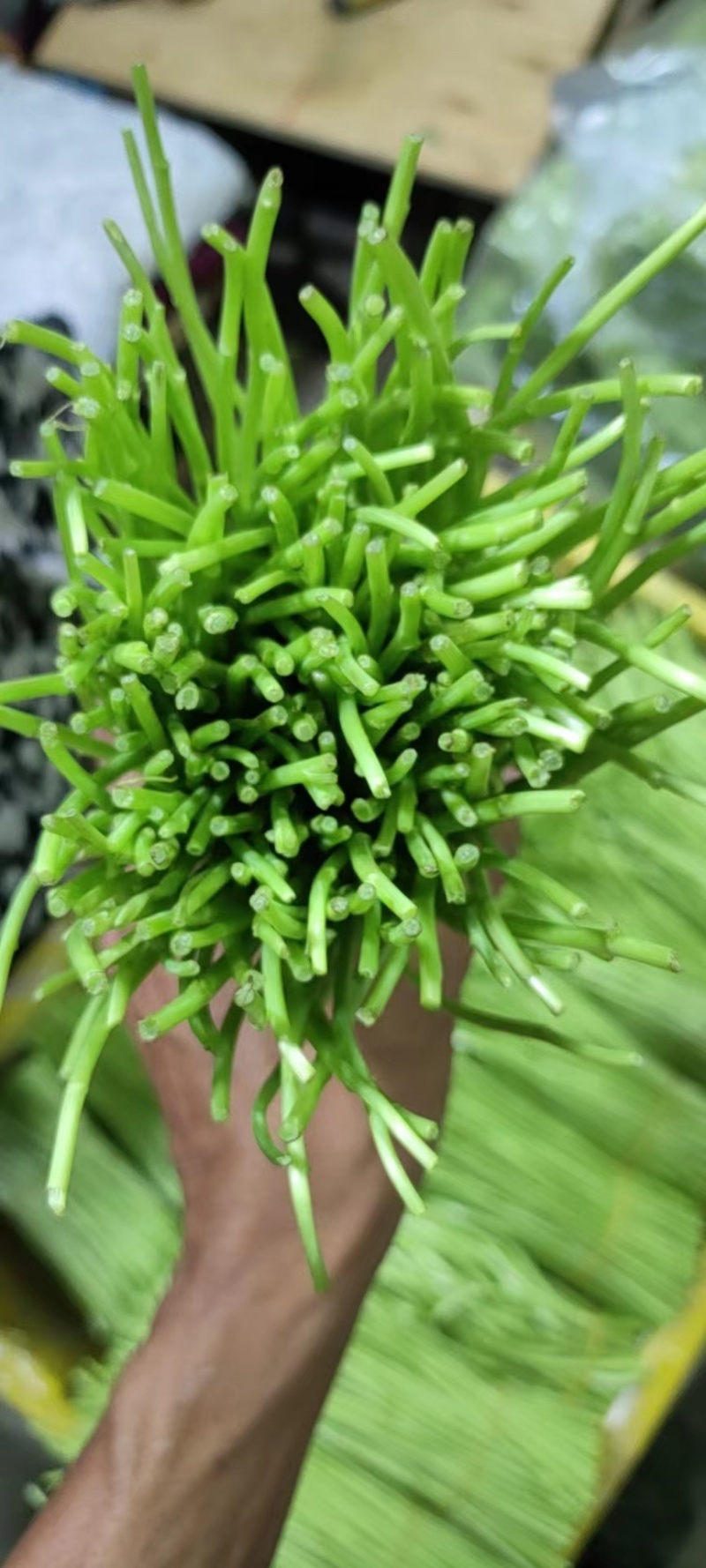 云南藜蒿芦篙
