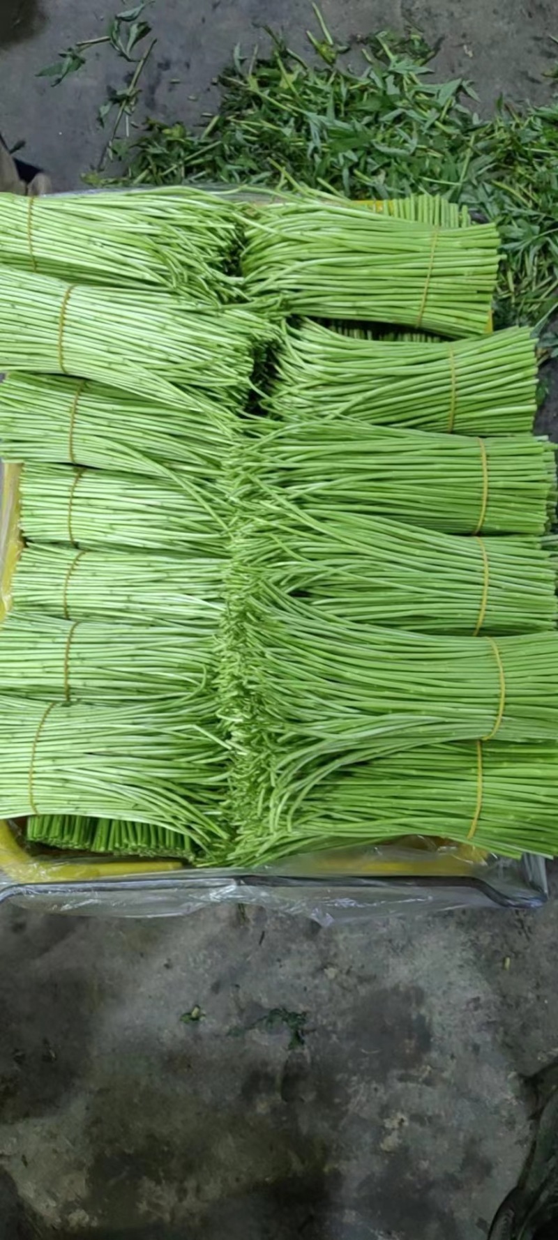 云南藜蒿芦篙