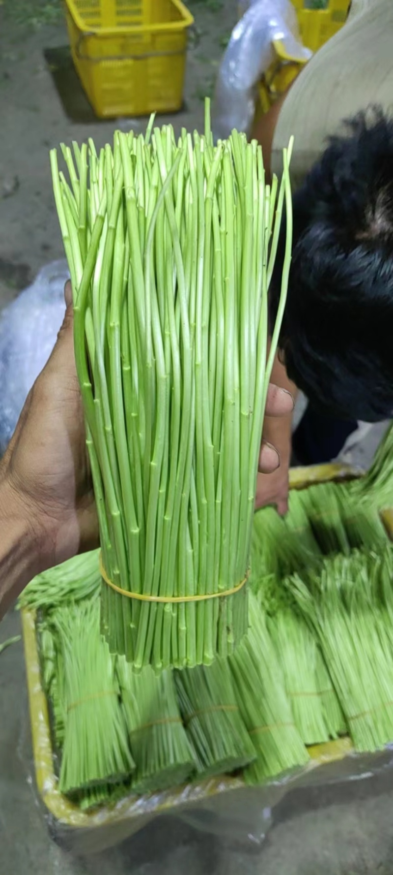 云南藜蒿芦篙