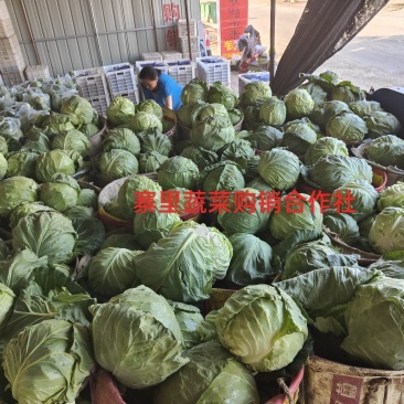 甘蓝