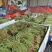 豆角