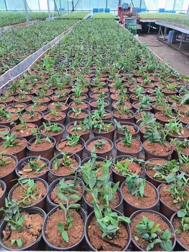 铁皮石斛种植基地，直供质量保证欢迎采购