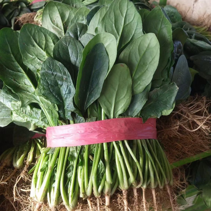 【热卖中】大叶菠菜油亮型诚信为本视频看货一手货源等您来电