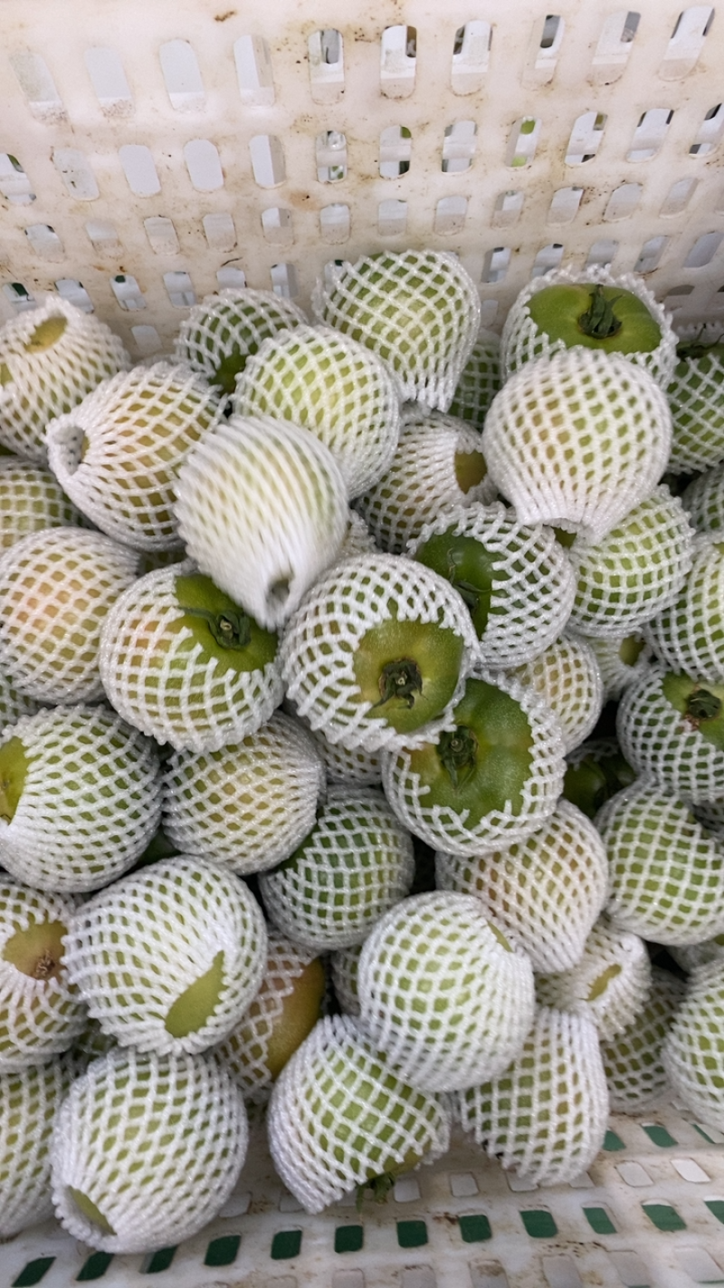 盘锦碱地柿子