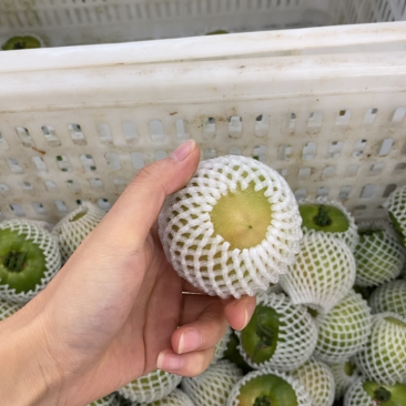 盘锦碱地柿子