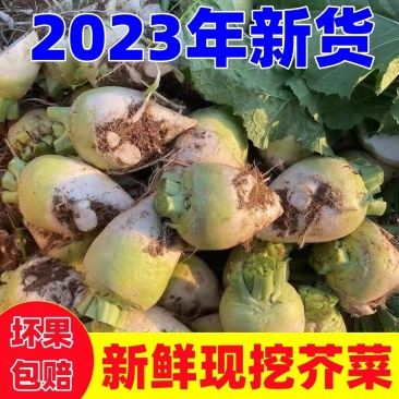 【价格真实】芥菜疙瘩叶芥菜芥菜头袋装散装规格齐全欢来电