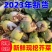 【价格真实】芥菜疙瘩叶芥菜芥菜头袋装散装规格齐全欢来电