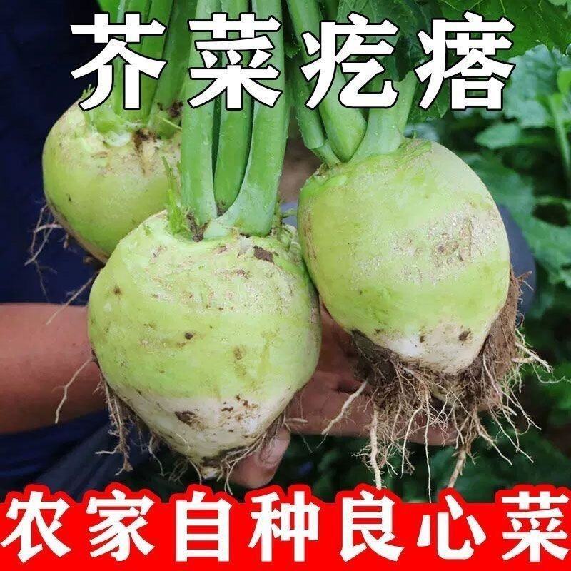 芥菜头芥菜疙瘩日本光头芥菜无烂果无黑心无虫对接批发咸菜厂