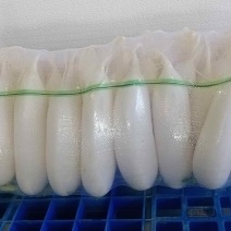 精品白萝卜
