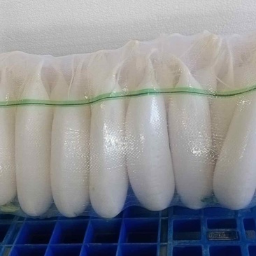 精品白萝卜