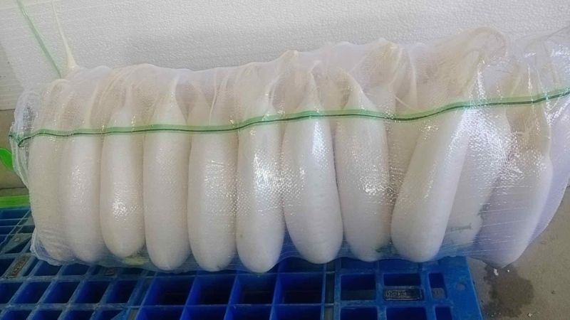 精品白萝卜