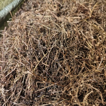中药材白花蛇舌草新货货源充足，保证质量