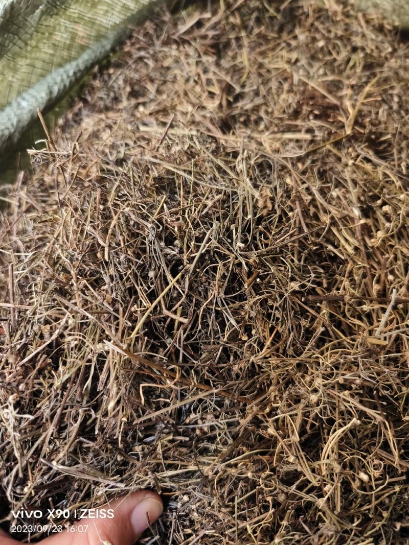 中药材白花蛇舌草新货货源充足，保证质量