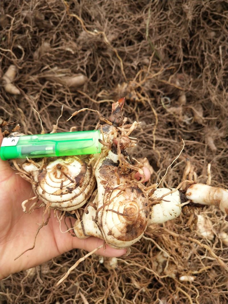 白芨统货