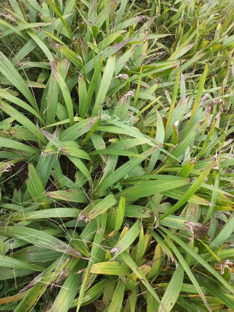 白芨统货