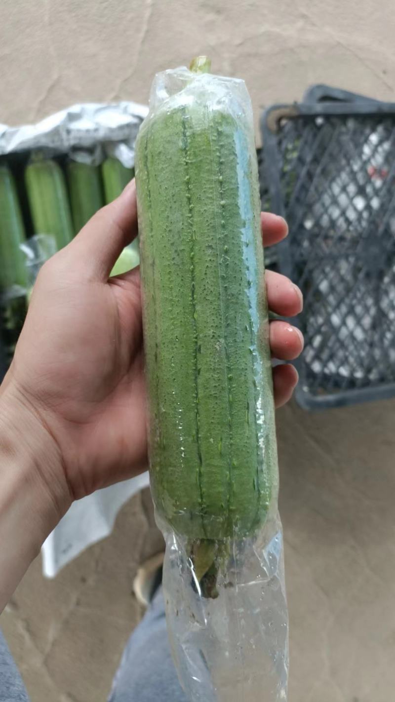 丝瓜