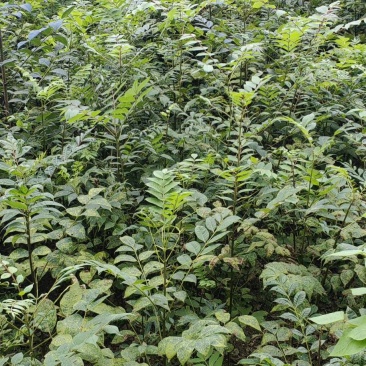川黄柏苗子厚朴黄柏产地大量供应