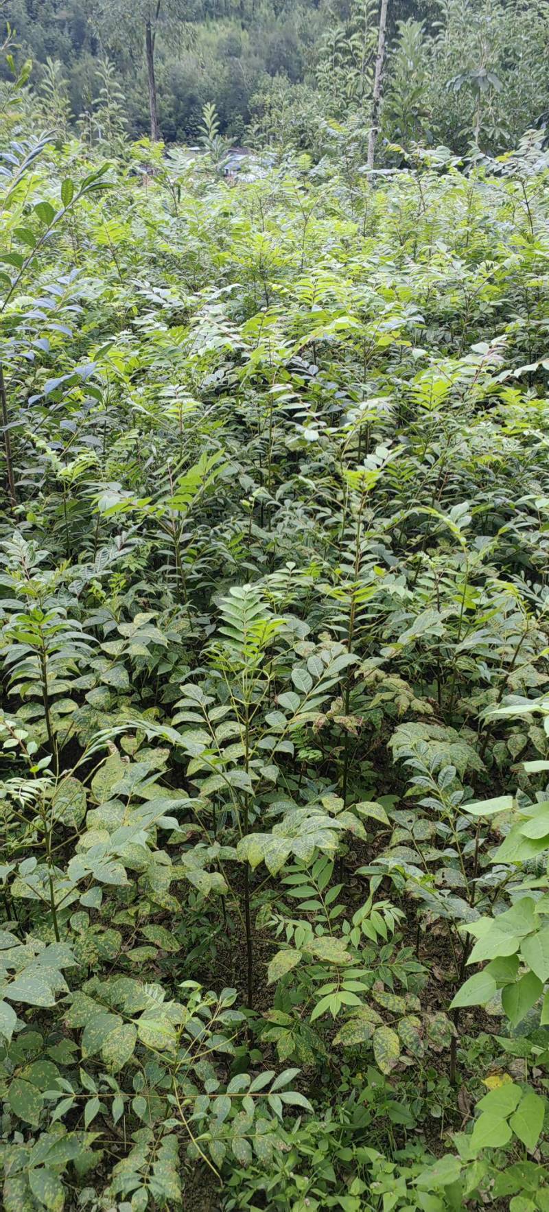 川黄柏苗子厚朴黄柏产地大量供应