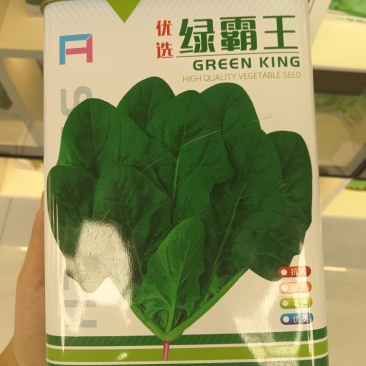 绿霸王菠菜种子