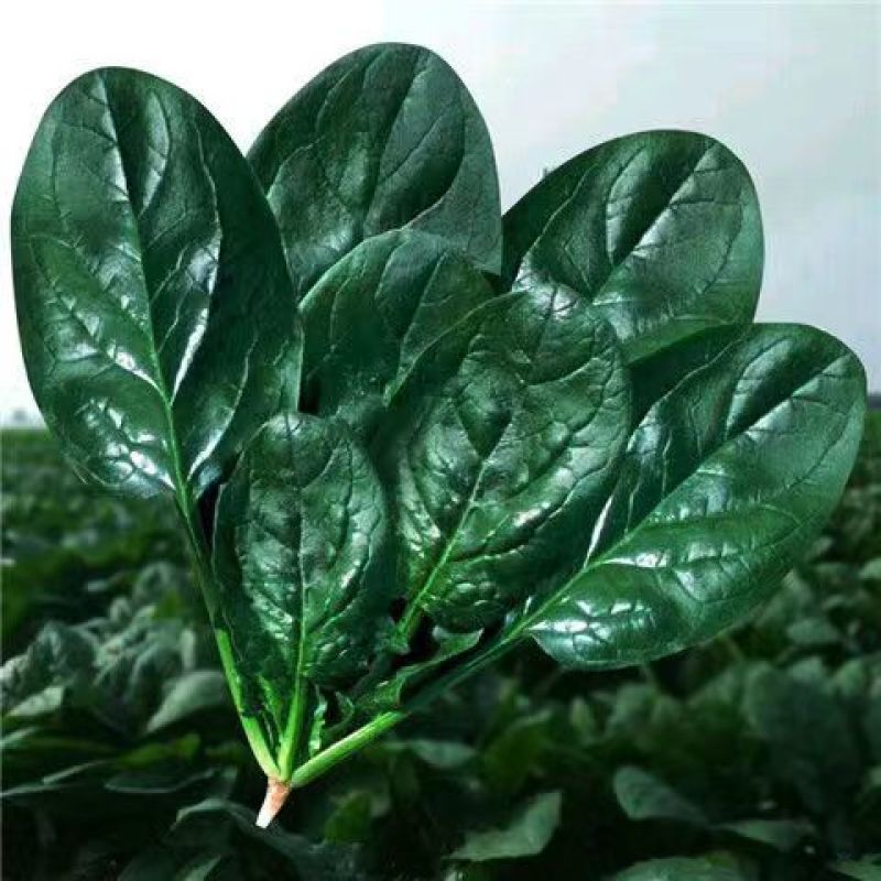 绿霸王菠菜种子