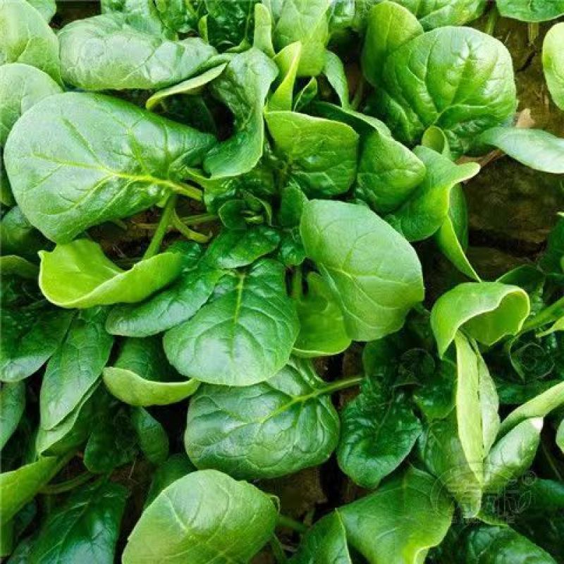 绿霸王菠菜种子