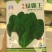 绿霸王菠菜种子