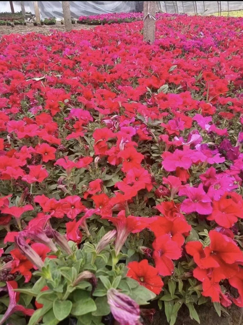 各种草花杯苗大量供应全国送货上门质量好价格低
