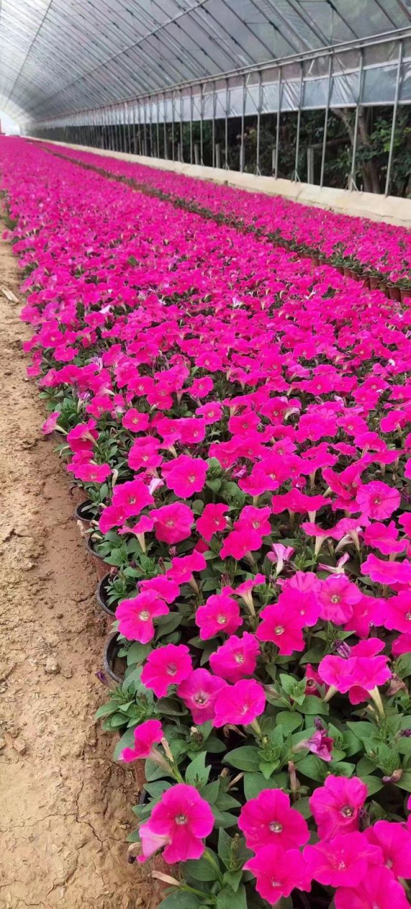 各种草花杯苗大量供应全国送货上门质量好价格低