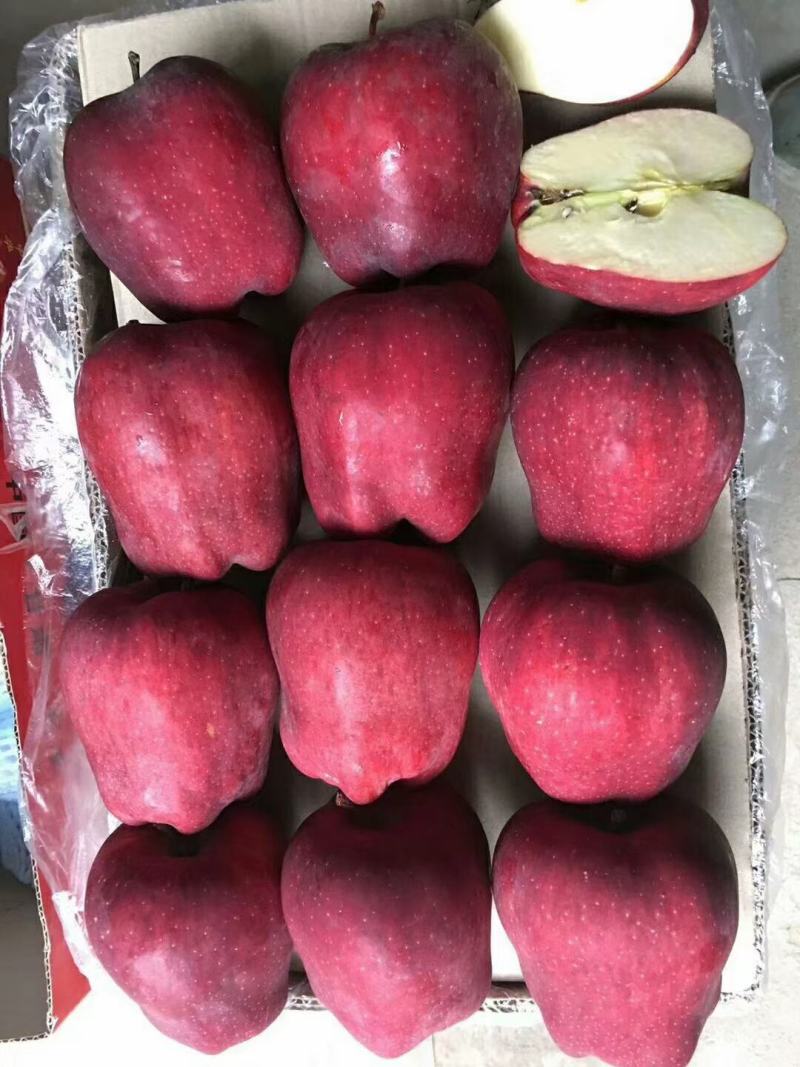 甘肃秦安高山精品花牛