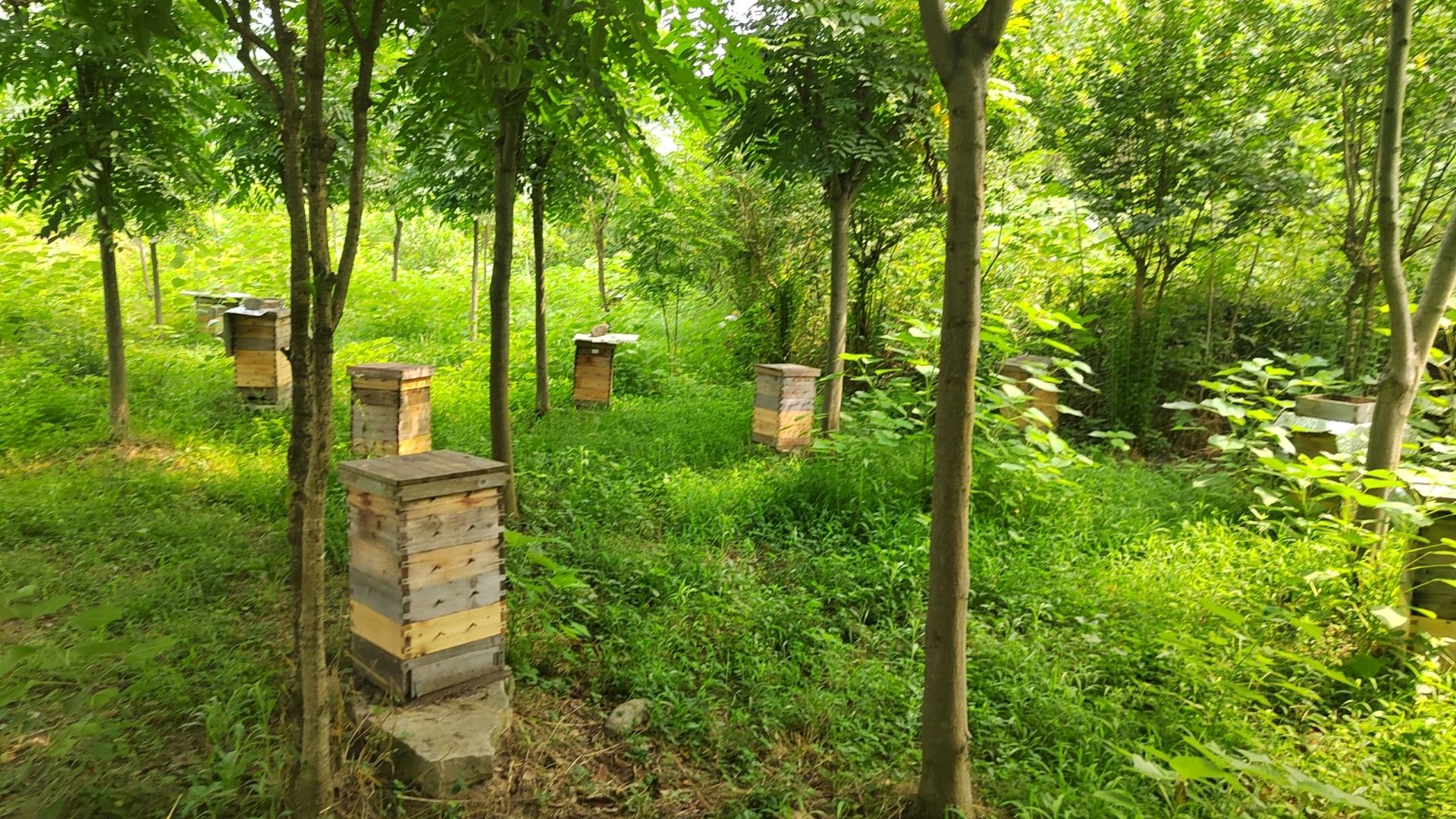 一位养蜂人在蜂箱中提取未经处理的原始蜂蜜,背景为自然森林环境 蜂农采集原始蜂蜜过程