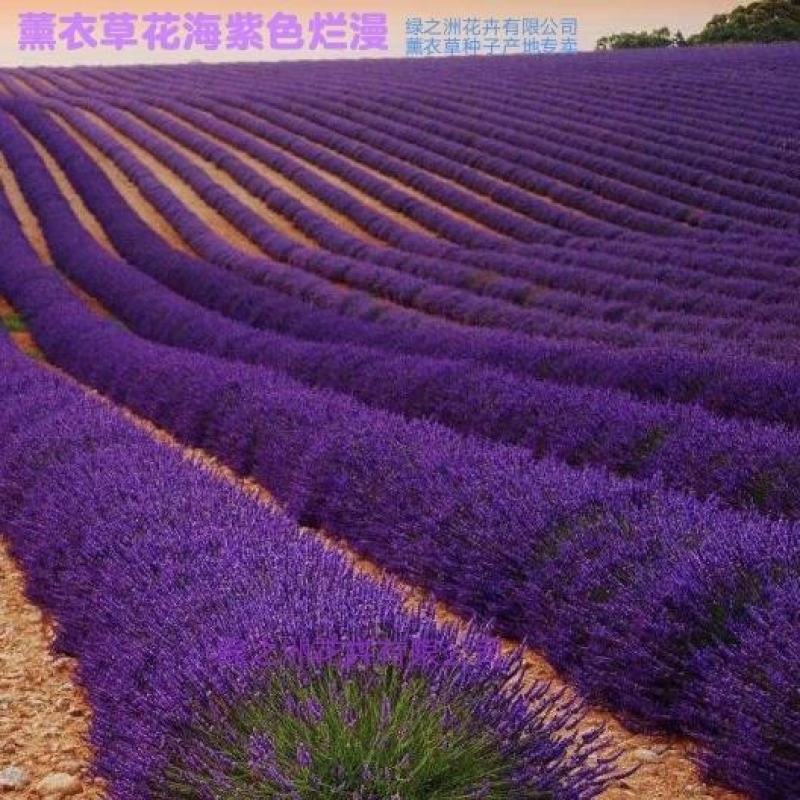 批发优质薰衣草种子免费提供催芽种植技术全国包邮