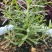 批发优质薰衣草种子免费提供催芽种植技术全国包邮