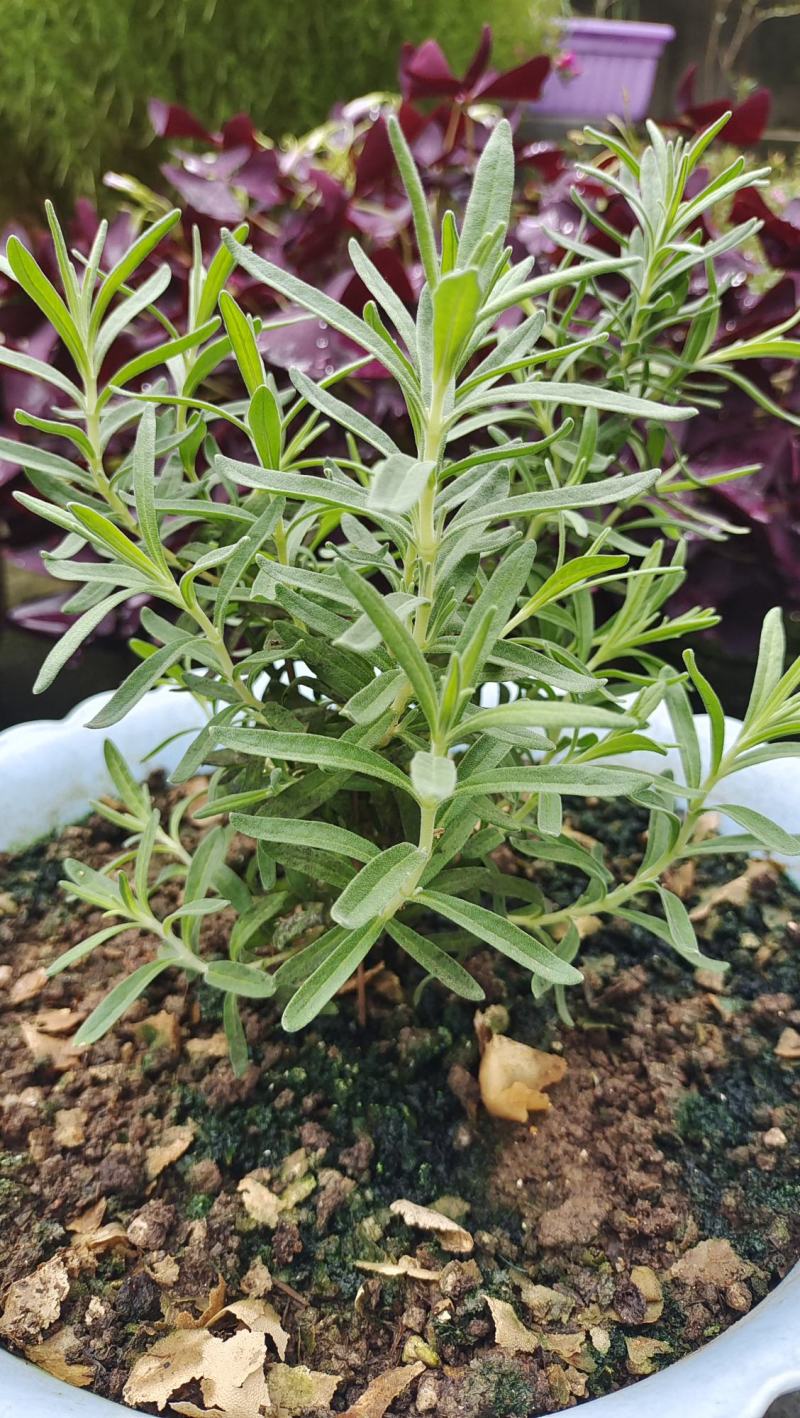 批发优质薰衣草种子免费提供催芽种植技术全国包邮