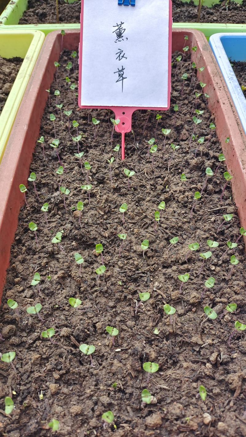 批发优质薰衣草种子免费提供催芽种植技术全国包邮