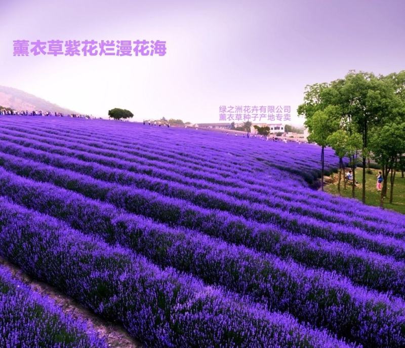 批发优质薰衣草种子免费提供催芽种植技术全国包邮