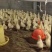 鹅苗供应三花鹅苗泰州鹅苗四季鹅苗包技术包回收