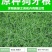 进口狗牙根百慕大草坪种子现在国内行情全国货到付款