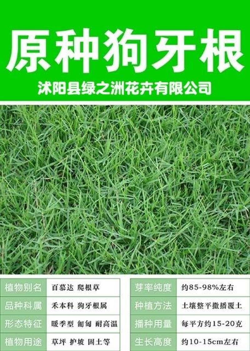 进口狗牙根百慕大草坪种子现在国内行情全国货到付款