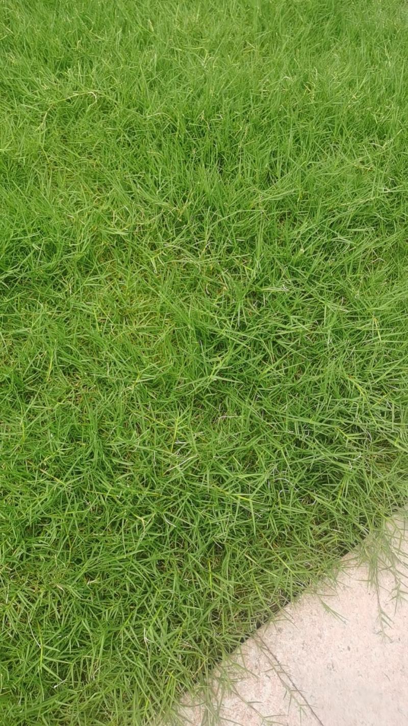 进口狗牙根百慕大草坪种子现在国内行情全国货到付款