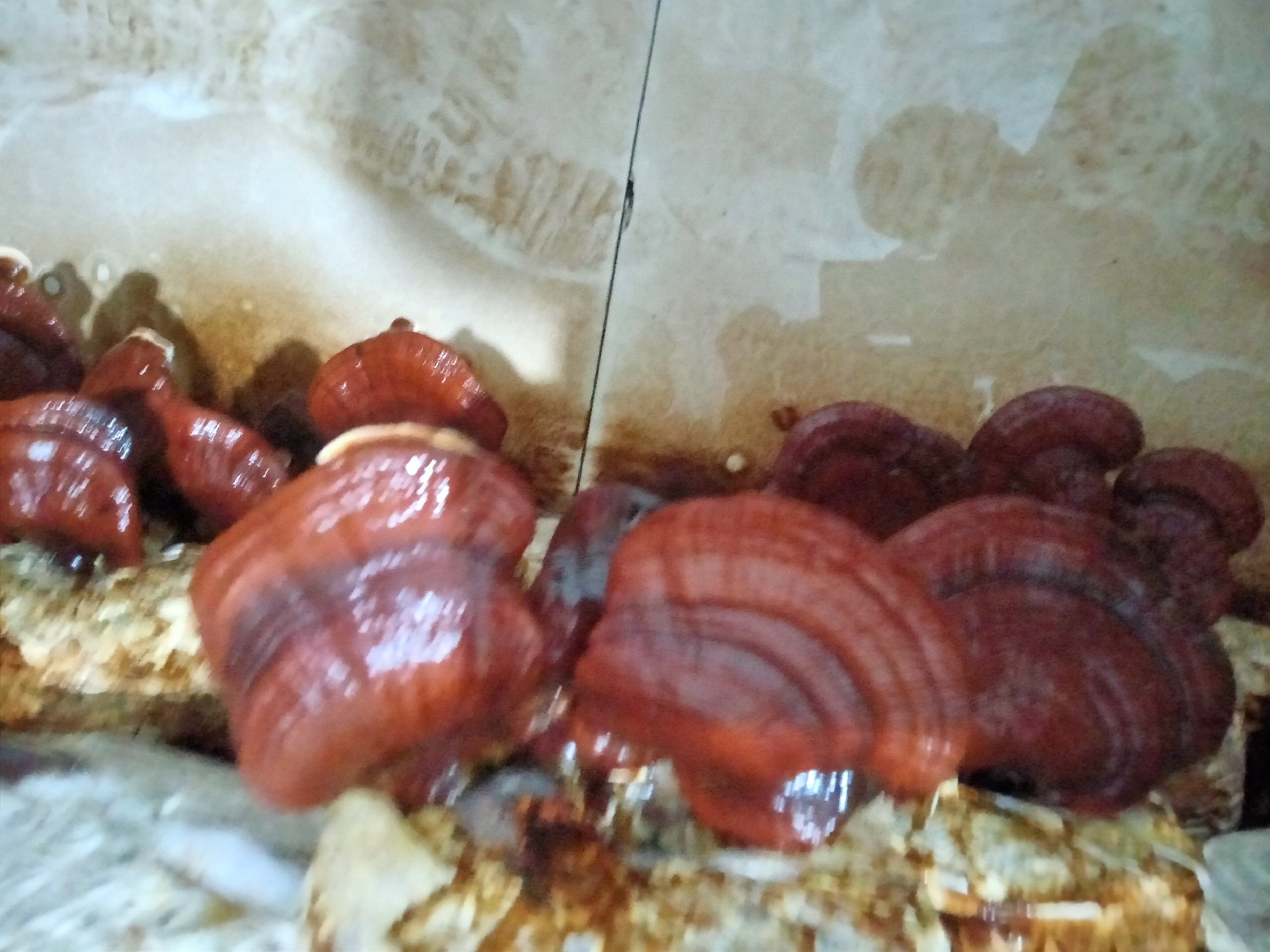 展示不同生长阶段的赤灵芝对比,包括未成熟、半成熟与成熟状态,帮助读者识别最佳采收时机 赤灵芝成熟状态对比图