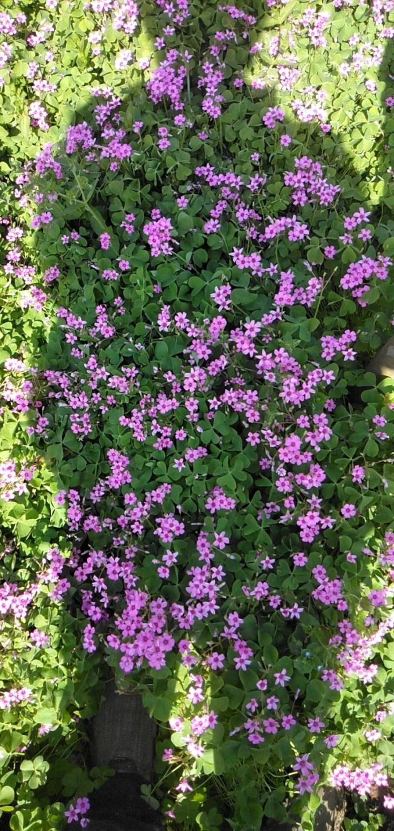 红花酢浆草种球产地直发常年供应国内包邮