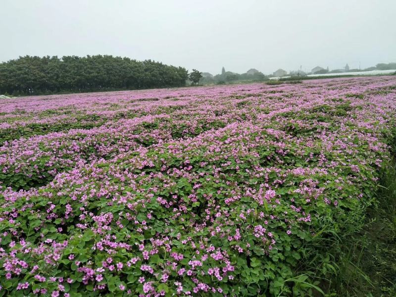 红花酢浆草种球产地直发常年供应国内包邮